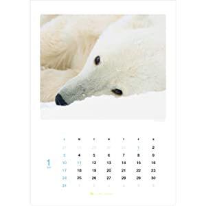 しろくまカレンダー に込められた自然写真家 丹葉暁弥さんの想いを聞く そらべあ基金